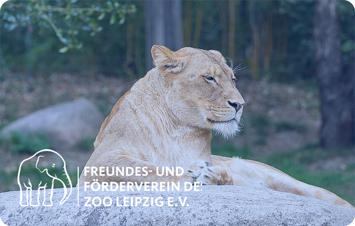 Löwenpatenschaft CODE-LEIN Zoo Leipzig